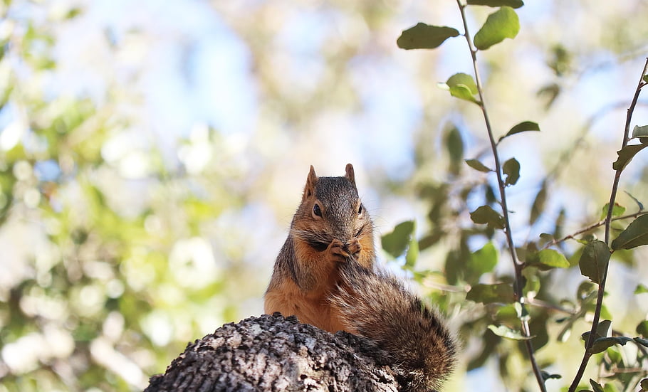 squirrel, animal, branch, rodent, mammal, wildlife, backyard, playful, tree, fauna, wilderness
