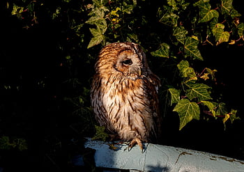 tawny owl, sova, pták, zvíře, dravý pták, raptor, volně žijících živočichů, dravec, peří, Příroda, strom