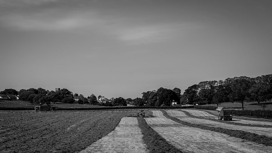 Silverdale, silase, pertanian, tanah pertanian, rumput, memotong rumput, lancashire, aonb, fotografi hitam dan putih, traktor, bidang