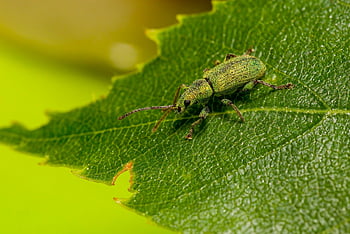 scarabée, feuille, la nature, animal, beauté dans la nature, couleur noire, fermer, environnement, jardin à la française, herbe, couleur verte