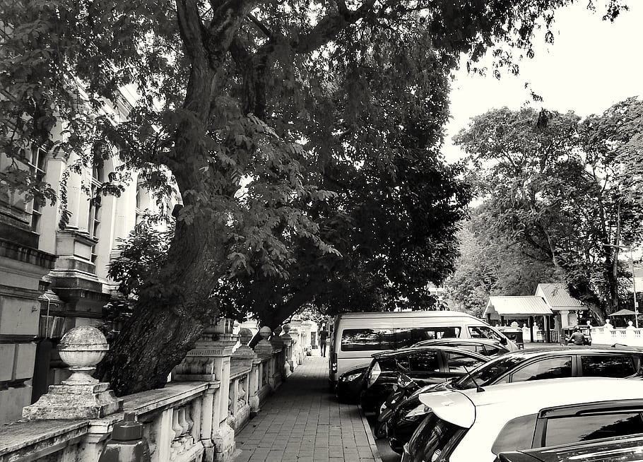 Colombo, walk, 2020, public, street, trees, cars, building, sidewalk, black and white, open