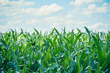 obilné pole, hospodařit, zemědělství, hospodářský dvůr, sklizeň, plantáž, orná půda, pěstování, krajina, venkovský, Příroda