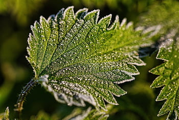 hoarfrost, frost, frozen, cold, nature, icy, ice Crystals, landscape, ice Flowers, crystal Formation, crystal