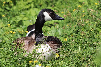 canada Goose, wild Goose, goose, water Bird, bird, meadow, in The Grass, high Grass, animal, grass, nature