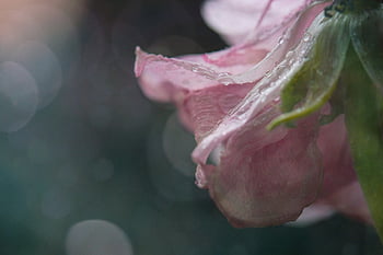fiore, gocce, bagnato, macro, primavera, petali, fioritura, selvaggio, natura, fiorire, ambiente