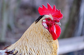 kohout, kuře, hlava, cockscomb, pták, hospodářských zvířat, Ptactvo, peří, ptačí, ornitologie, Příroda