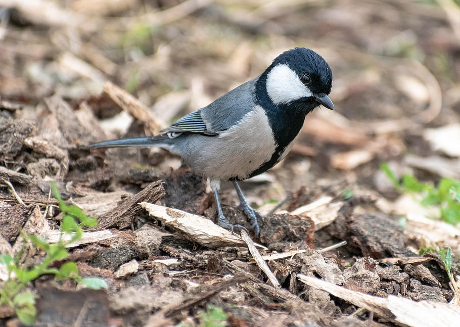 pták, šedá sýkorka, ornitologie, fauna, zvíře, volně žijících živočichů, Příroda, druh, ptačí, posazený, skvělá sýkorka