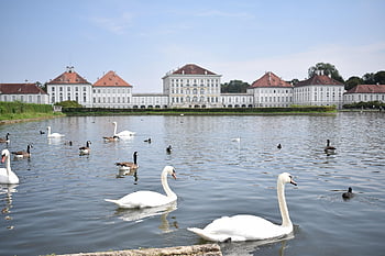 labutě, Kachny, ptáků, jezero, Příroda, rybník, budova, odraz, Mnichov, Bayern