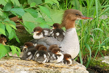 common Merganser, bird, animal, duck, nature, wildlife, parent, child, chick, cute