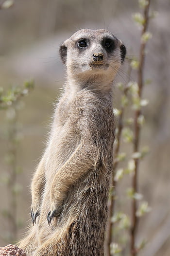 šelmy, savec, zvíře, stráž, hodinky, Příroda, Pozor, divoký, fauna
