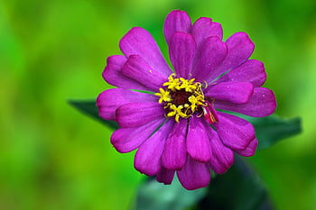 fleur, papier peint à fleurs, zinnia, Floraison, fond de fleur, botanique, belles fleurs, pétales, macro, flore, Zinnia elegans