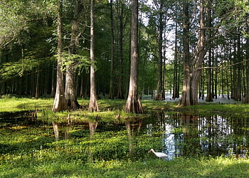 forest, trees, wilderness, outdoors, cypress, swamp, nature, scenery, water, scenic, waters