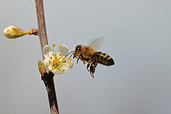 bee, honey Bee, blossoms, close Up, pollination, nature, flying, world Bee Day