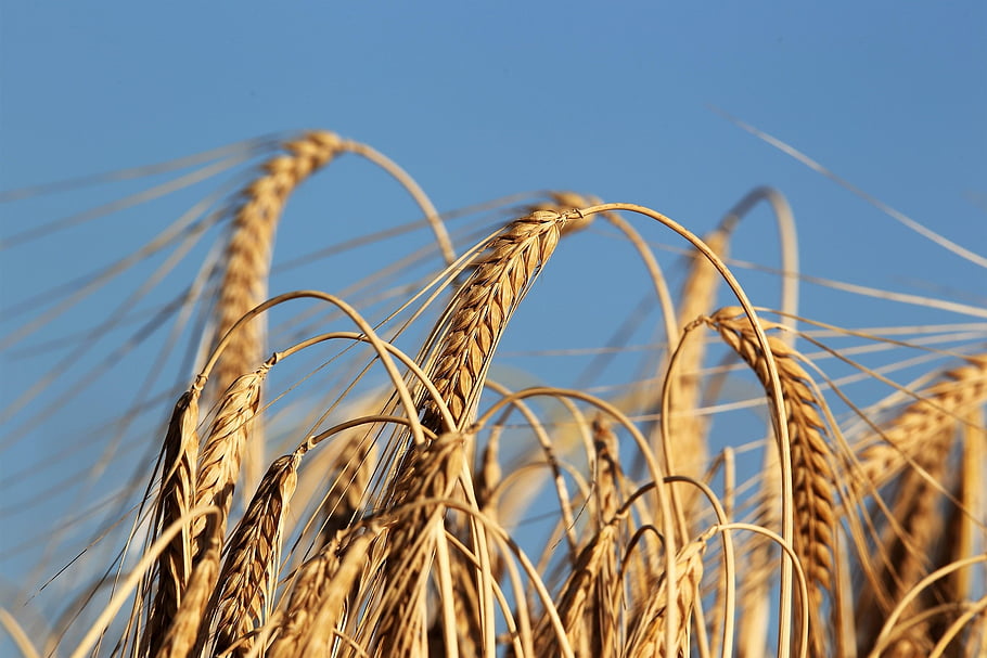 barley, field, plant, harvest, crops, food, arable Land, agriculture, farm, farming, cultivation