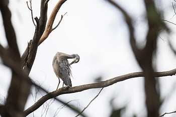 white-faced Heron, heron, egretta Novaehollandiae, bird, animal, wildlife, feathers, wings, plumage, bill, beak