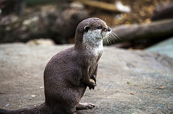 otter, animal, nature, landscape, wild, wildlife, mammal, zoo