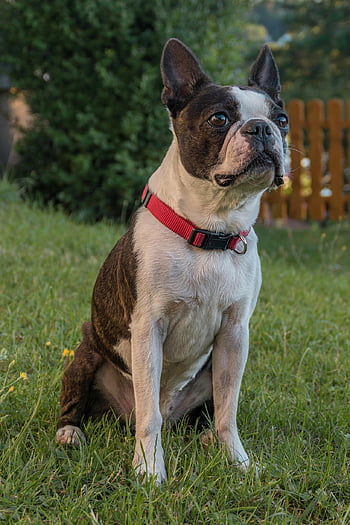 boston Terrier, yard, dog, lawn, domestic Animal, animal, purebred Dog, canine, nature, outdoors, pet