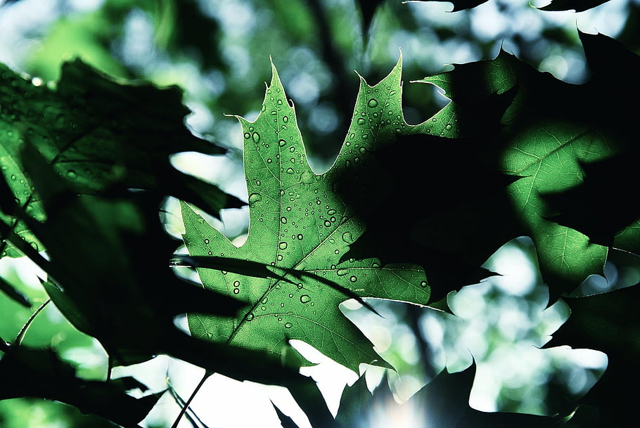 leaves, tree, plants, flora, sky, sun, rain, raindrops, green, nature