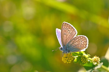 Hauhechel Bläuling, 곤충, 곤충학, 나비, 일반적인 청색, 목초지, 닫다, 매크로, 꽃 초원, 자연
