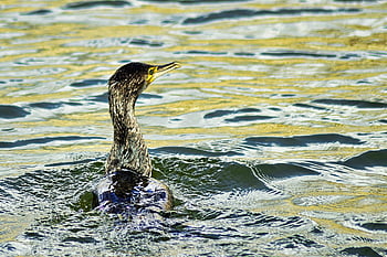 cormorant, bird, bird Watching, hunting, cagliari, nature Photo, italy, love, water Park, nature, sardinia
