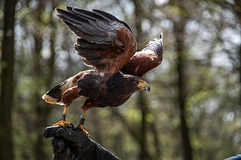 bird, animal, wildlife, park, bird Of Prey, avian, nature, falcon