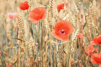 poppy, grain, summer, cornfield, field, poppies, agriculture, nature, corn Poppy, red, poppy Flower