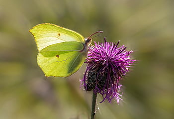 pillangó, virág, gyönyörű virágok, beporoz növényt, beporzás, rovar, lepidoptera, virág háttér, szárnyas rovar, pillangószárnyak, virágzás