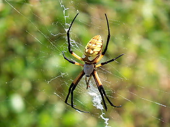 spider, arachnid, spider Web, cobweb, web, orb, weaver, insect, bug, arachnophobia, nature