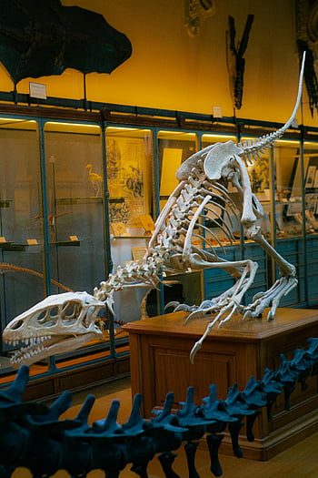 kostra dinosaura, Bílý dinosaurus, dřevěný stůl, muzejní expozice, Pařížské muzeum, Složitá kostra, výstava, fosilní displej, Prehistorická výstava, přírodní historie, dinosauří kosti