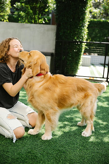 woman with dog, Golden Retriever, sunny backyard, playful interaction, grass, park, outdoor setting, pet owner, dog owner, friendly moment, pet photography