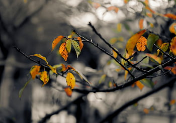 leaves, branches, autumn, tree, nature, plant, fall, foliage, orange, gree, leaf
