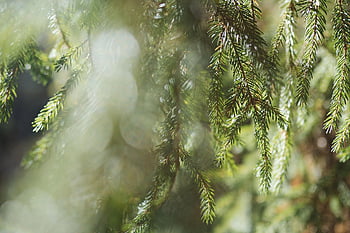 Příroda, smrk, evergreen, poboček, les, strom