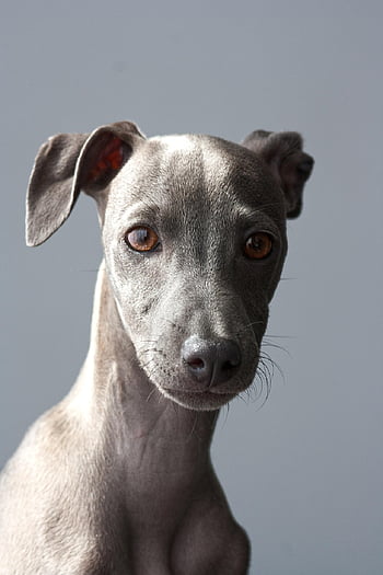 vinthund, hund, valp, italiensk vinthund, sällskapsdjur, djur-, ung hund, husdjurshund, natur, hund-, renrasig