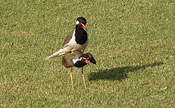 pták, červeno-wattled lapwing, páření, vanellus indicus, čejka chocholatá, kulík, ptačí, volně žijících živočichů, ornitologie, stojící, fauna