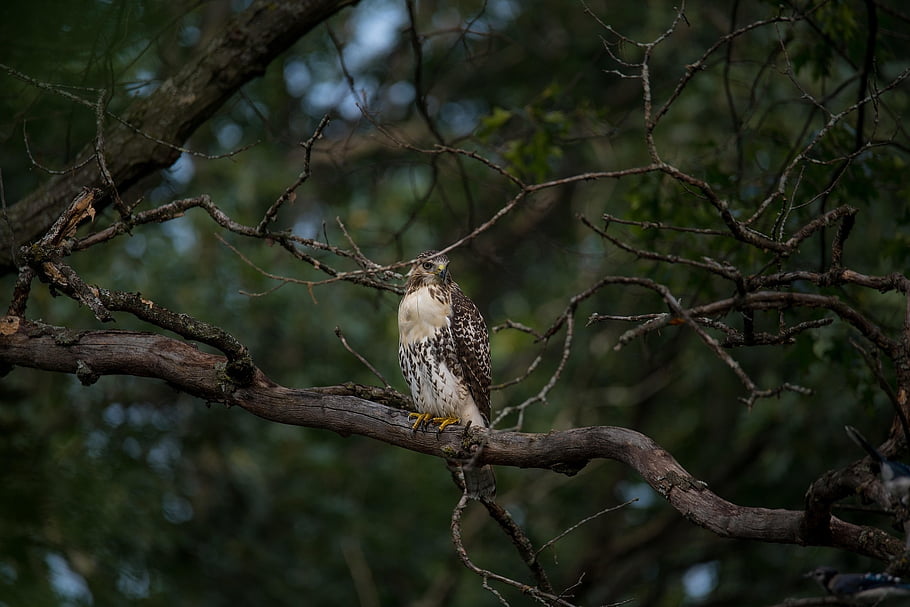 redtail Hawk, bird, perched, predator, animal, feathers, plumage, beak, bill, bird Watching, ornithology
