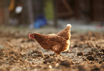 hen on ground, brown hen, farmyard, sunlit day, crisp day, lone hen, wandering hen, rural scene, chicken, farm animal, outdoor setting