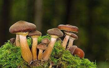 houby, lesní houby, armillaria mellea, podzim, mech, Příroda