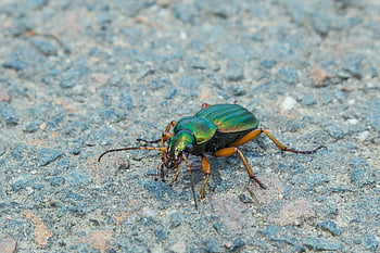 beetle, green Beetle, gold Ground Beetle, goldsmith, insect