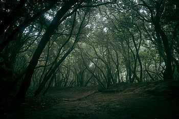 stezka pod lesními stromy, Misty Trail, hustý les, tajemnou atmosféru, klidná atmosféra, lesních stromů, stezka lesem, mlhavý les, lesní cesta, naučná stezka