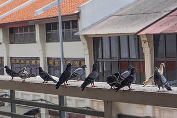 pigeons, city Pigeons, birds, doves, columbidae, poultry, animal, feather, standing, nature