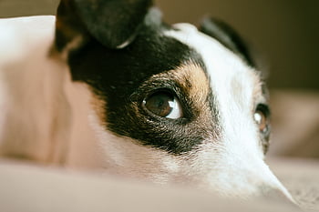Jack Russel, cane, Guarda, terrier, carina, natura, animale, canino, cucciolo, analizzare, cercare, guardare, viso