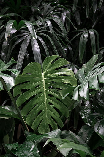 Monstera leaf, vibrant green foliage, tropical jungle, exotic plants, lush vegetation, close-up nature, tropical leaves, green leaf plants, Monstera deliciosa, tropical garden, exotic greenery