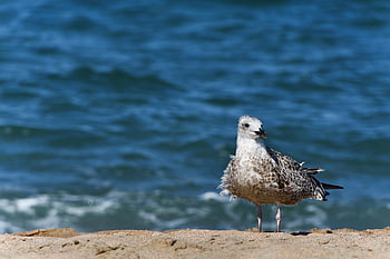 seagull, bird, animal, gull, seabird, wildlife, coast, shore, seashore, sea, nature
