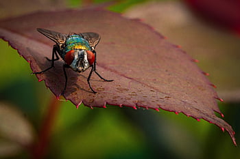fly, insect, animal, winged Insect, nature, leaf, garden, hymenoptera, entomology, macro, close Up