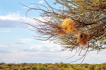 namibia, Afrika, ørken, sahara, natur, sand, safari, tør, Nationalpark, klit, steppe