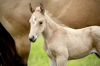 foal, horse, animal, mammal, nature, young Horse, baby Horse, equine, portrait, cute, baby