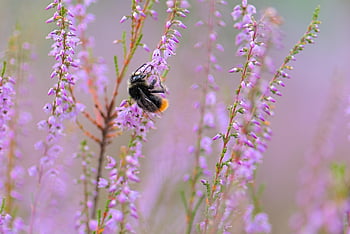 včela, čmelák, hmyz, opylování, pyl, sbírat, pohanský, vřesový květ, flóra, fauna