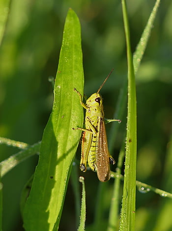 grasshopper, insect, nature, close Up, green, summer, meadow, grass