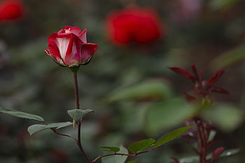 rose, flower Wallpaper, nature, flower, bloom, spring, petal, valentine's Day, valentine, beautiful Flowers, flower Background