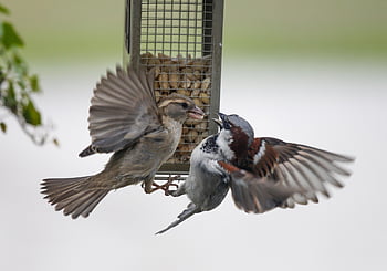 sparrow, sperling, bird, plumage, feathers, garden, beak, nature, songbird, spring, close Up